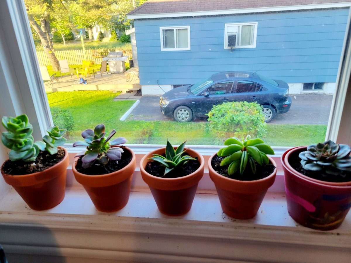 NerdyCheeseCurd's tweet photo. #SeptemberPhotoADay
Its not exactly a garden but these are as close as what I'll have for now https://t.co/R8dPmhRgZL