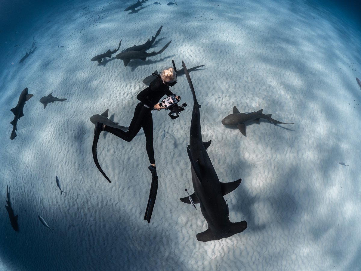 BiminiSharkGirl's tweet photo. Happy Monday

“Be fearless in the pursuit of what sets your soul on fire.” — Jennifer Lee.

Image of me photographing a great hammerhead 
Credit:  Ko Chuan Yang 

@fourth_element suit 
@Ikelite Housing https://t.co/rl9eO6MyZT