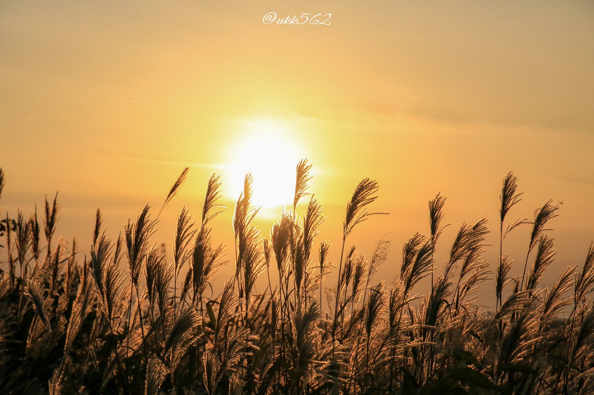 ukk562's tweet photo. 夕陽に輝くススキ
空気もひんやり
秋だねぇ🍂🍁🌾🍄

 #ファインダー越しの私の世界
 #写真好きな人と繋がりたい
 #photography #hokkaido 
 #562camera https://t.co/iDIrxbGvYP