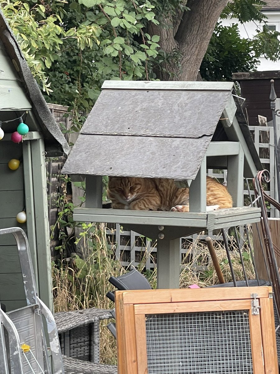 Chris_dunkley's tweet photo. We moved the bird table cos the birds weren’t using it…..think we may know why now!! https://t.co/G2qpTu3HHX