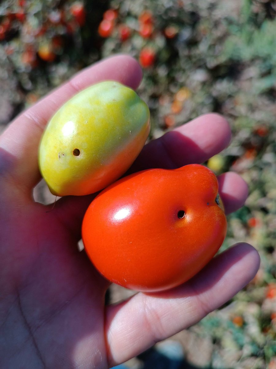 redfaragon's tweet photo. Daños como estos son provocados por #Heliothis armigera en #tomate, plaga que desde hace varias semanas sigue afectando al cultivo. #Aragón https://t.co/4h0Ocw16dJ