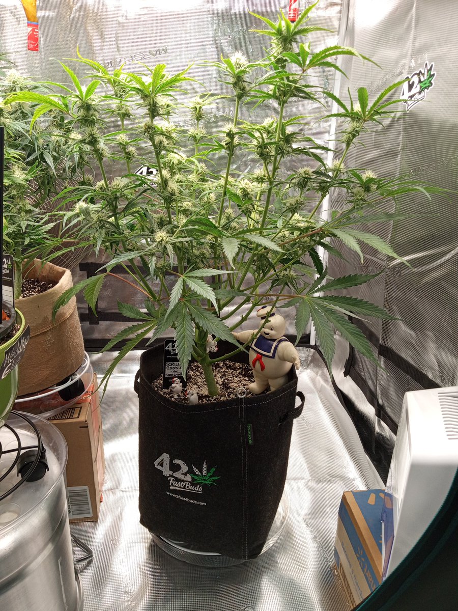 tastyterpenes's tweet photo. @officialGCS1 @Fast_Buds Sorry I'm posting this a little late...
  But here's my WEEK 7 🦍🍪 UPDATE...
🔥🔥💚💚🌱🌱✌️✌️
#420FastBudsFire
#GrowYourOwn
#GorillaCookieShowdown
#TeamTastyTerpenes
#StonerFam 
#LetsEnjoyCannabis https://t.co/YDJoWSQbko