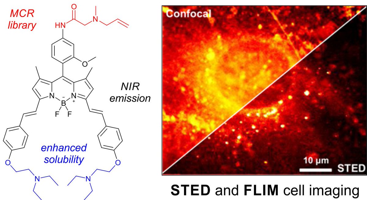 dynafluors's tweet photo. Very proud of this work led by former group member and now independent Antonio Fernandez. This is his first article as corresponding author and there'll be many more to come, watch him out! @ERC_Research @EdinUni_MeetCIR 
Open Access link to @rsc_chembio: https://t.co/walu3t9QeS https://t.co/ZyDZuiMwkA