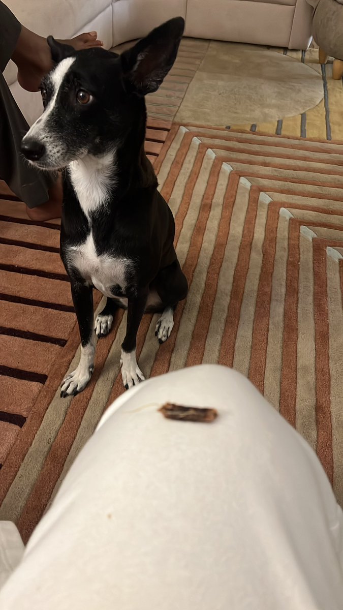 Testing her patience. .
.
.
#dog #dogsoftwitter #fun #pet #pets #india #DogBoss #treat #chennai #funny