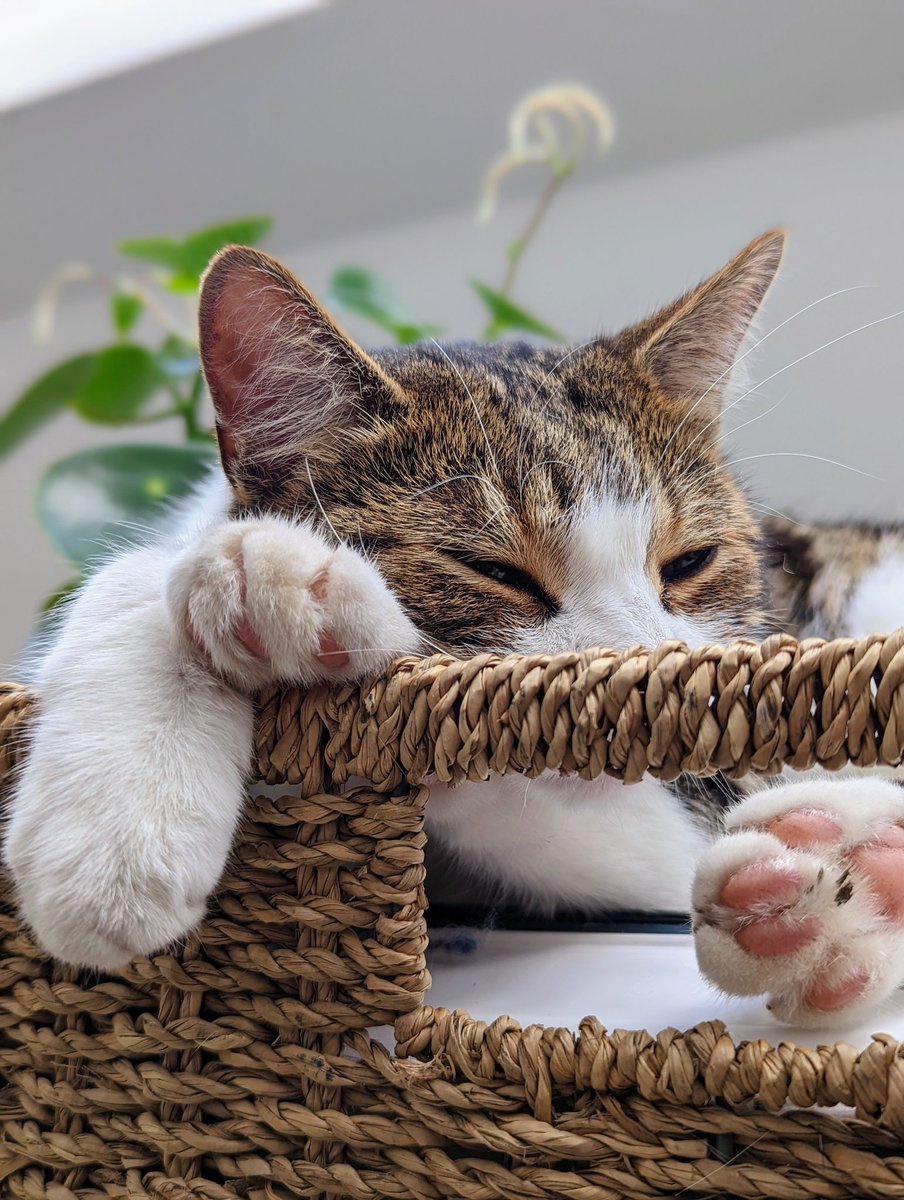 When you're just too damn pretty and  can't nap anywhere without your hooman taking photos