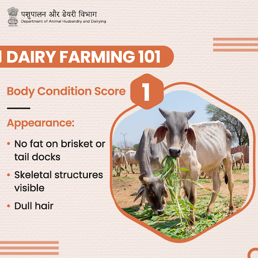 Dept_of_AHD's tweet photo. 🐄 | A low #BodyConditionScore may indicate the prevalence of a disease or insufficient feeding.
#DairyFarming #AnimalHealth #AnimalWealth #CattleCare https://t.co/sYwoLibLXb