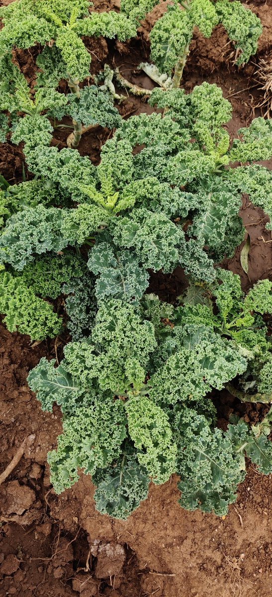 Ati mlisema hizi mboga zinaitwaje?