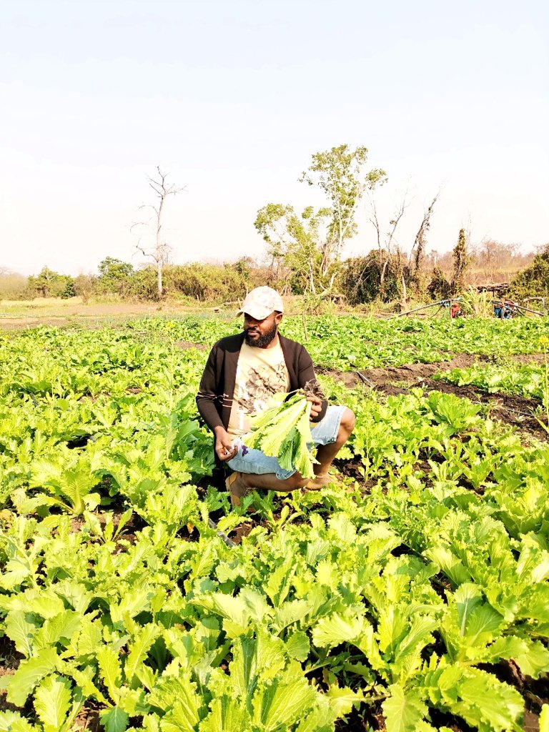 Mr tomate 🍅 tweet media