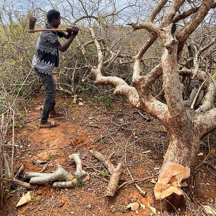 SNRDA2019's tweet photo. In 2010, Somalia had 146kha of tree cover, extending over 0.23% of its land area. In 2021, it lost 169ha of tree cover, equivalent to 33.1kt of CO₂ emissions (GFW)✂️🌳 
@JustAwHirsi
@AmbGamal
@gabowduale
@HodderClimate
@1MohamedOmar
@RuwaydaMustafah 
@sayidwarsameA 
@Abdirachiid https://t.co/eqMhZIfZhJ