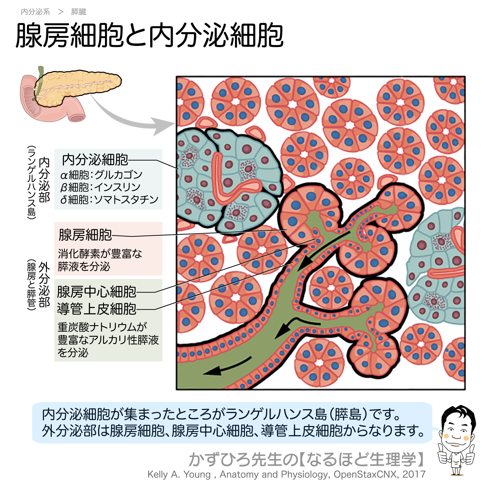 かずひろ先生 なるほど解剖学 on Twitter