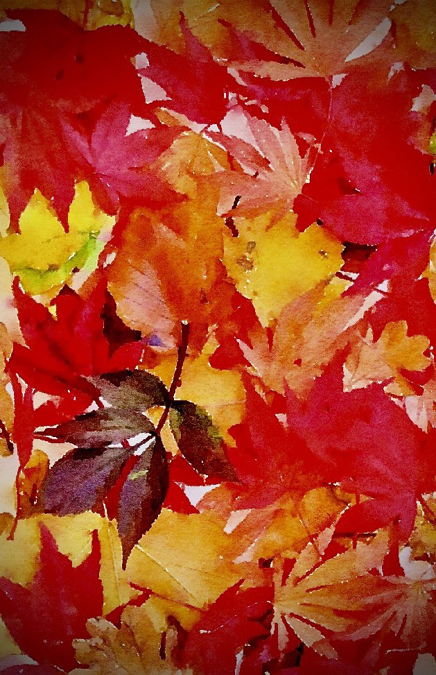 Hospice_Poet's tweet photo. Bolton Hospice 30 for 30 years - Haiku
#30For30Years #5 for @boltonhospice #Haiku #Fundraiser #CreativeWellbeing #HospicePoet
Leaves invent new colours
Cast themselves to the wind’s welcome
Dance themselves to sleep
https://t.co/scc2exPtV0 https://t.co/8ezxf70BkV