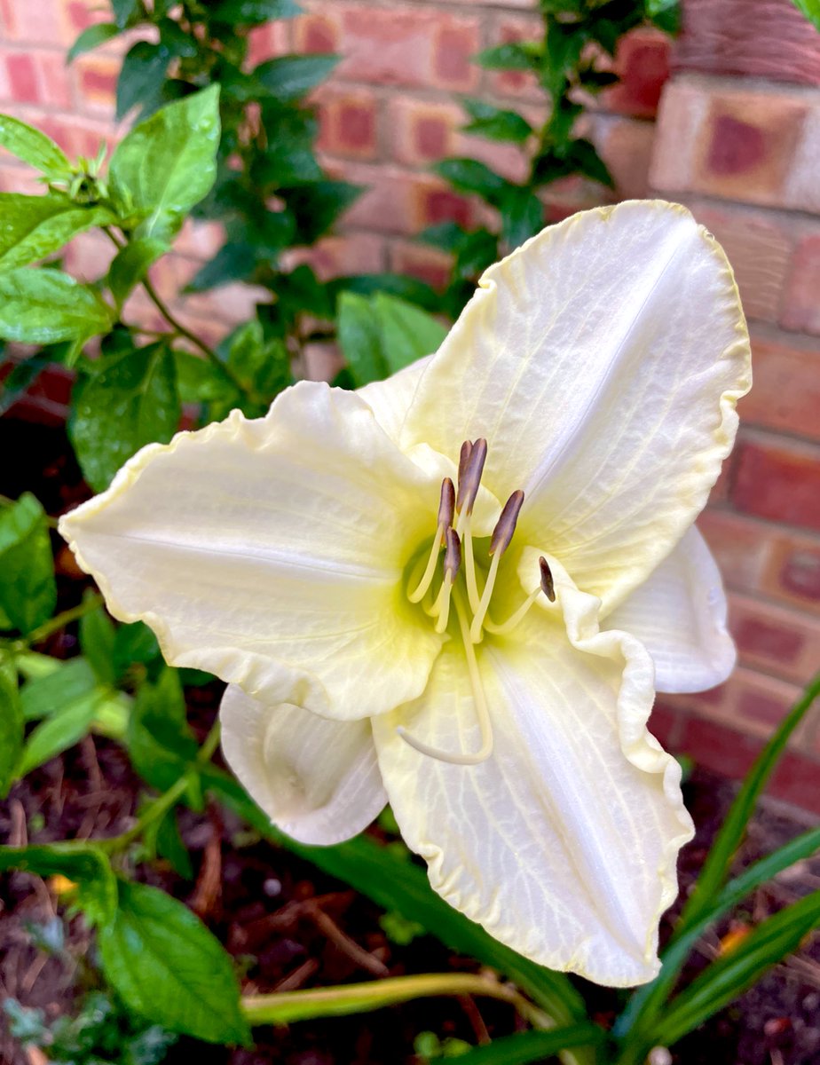Alicegardening's tweet photo. Garden looking a bit rain damaged this morning but some faces still smiling through the raindrops to cheer me up on this #Mondaymorning 🌸🌺🌼 #mondaythoughts #flowers #GardeningTwitter https://t.co/pyzqtWIvAE