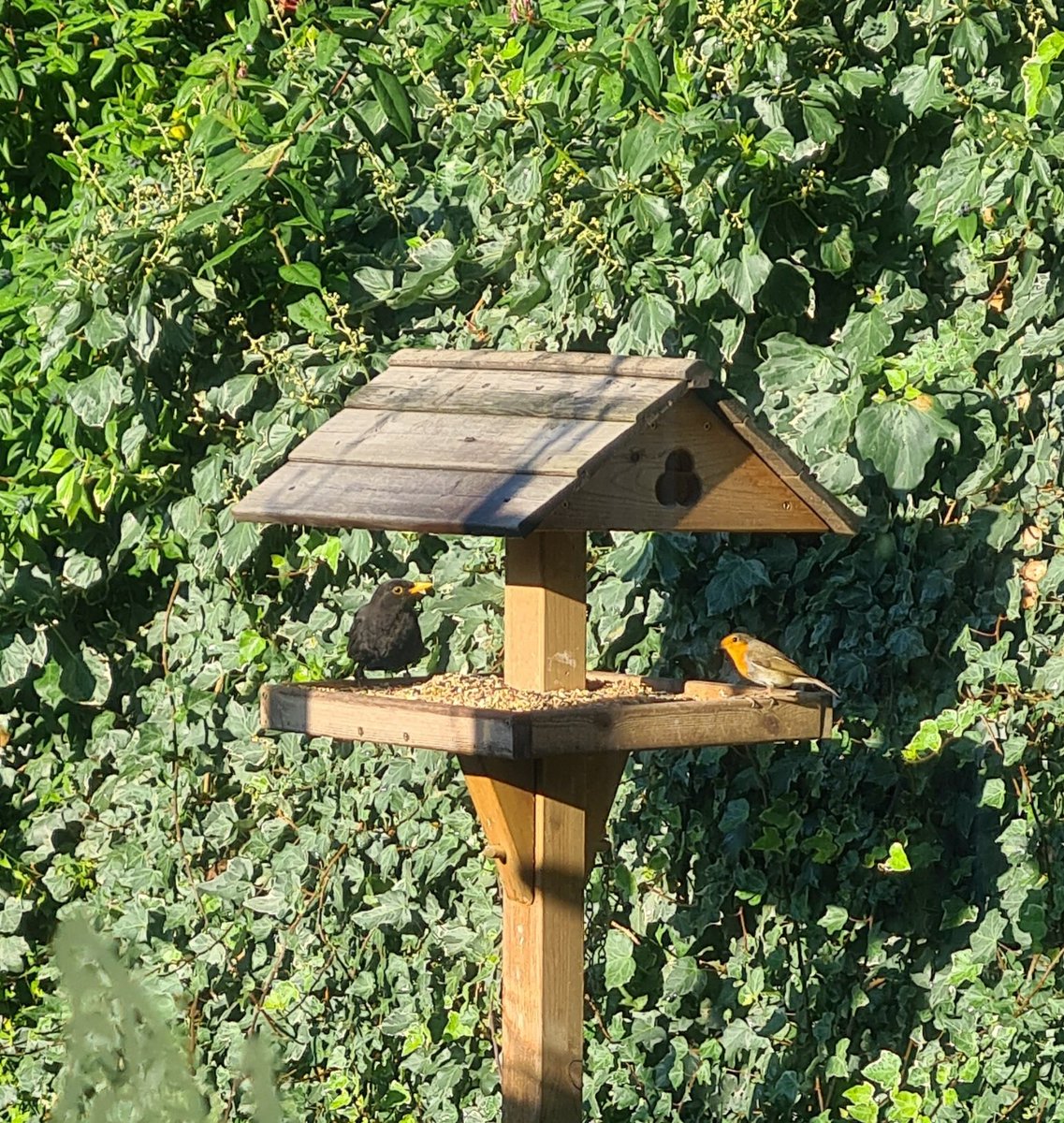 A Robin and a Blackbird having a nibble in the sun this morning in my garden 😀 ☀️ <a href="/teesbirds1/">teesbirds</a> <a href="/birdingforall/">Birding For All</a> <a href="/BirdandWild/">Bird & Wild Coffee</a> <a href="/leedsbirder/">Leeds Birder</a> <a href="/BirdWatchingMag/">Bird Watching</a> <a href="/RSPBSaltholme/">RSPB Saltholme</a> <a href="/Natures_Voice/">RSPB</a> <a href="/BirdLife_News/">BirdLife International</a> #birds #birdwatching