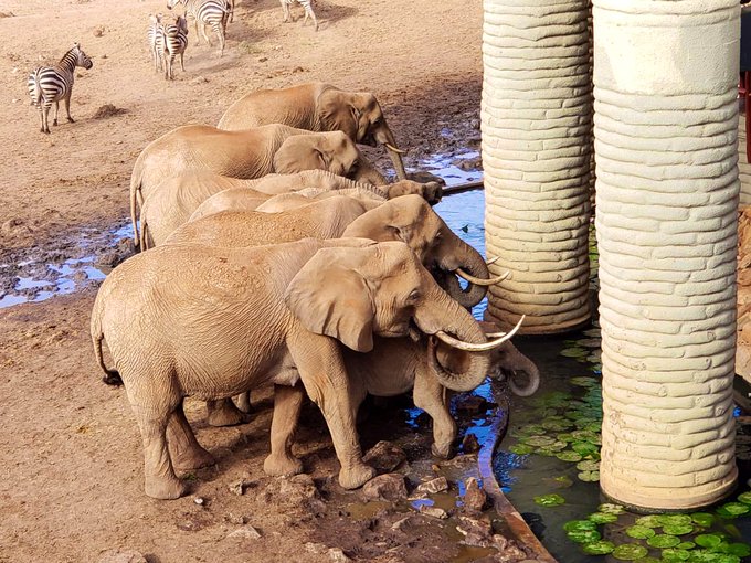 Tsavo West offers the most magnificent game viewing in the world. Attractions include elephants, buffalos, lions, cheetahs, leopards, and rhinos.

For inquiries and bookings contact us via,
☎️ Tel: +254 – 748 717 387
📧 info@twendekenya.com

#TsavoWest #TembeaKenya #MagicalKenya