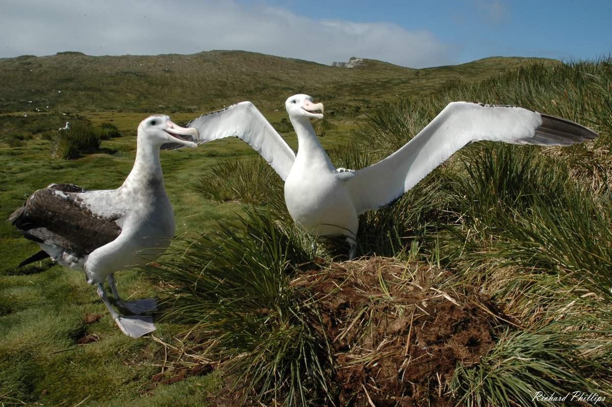 Our #AlbatrossesFromSpace citizen science campaign is now live! Help us search for albatrosses in satellite images. The information gathered will be used by scientists to monitor #WanderingAlbatross breeding populations. Click this link to register: geohive.maxar.com/yellowjacket/l…