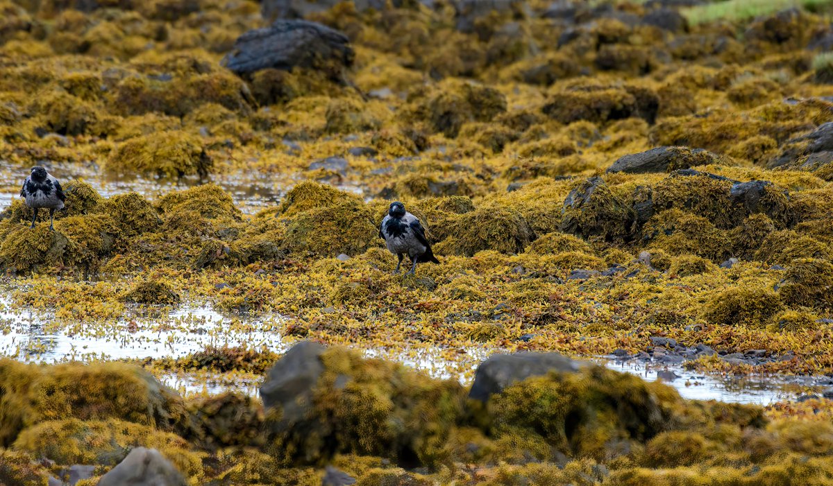 eddyedwards6859's tweet photo. Lovely day of sunshine after the initial morning downpour. Trip to #Dervaig looking for the curlew sandpipers, no luck. Four goosander on the far shoreline of Loch a' Chumhainn, hooded crow, highlight being the kingfisher flyby about 75 metre's offshore, common darter and buzzard https://t.co/6Z1vYeQYMT