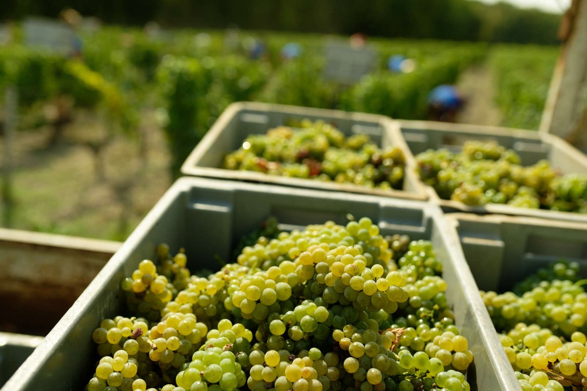 Fin de vendanges 2022, pour le blanc, au Domaine de la Solitude.
Cette semaine débuteront les vendanges du rouge, en commençant par les jeunes merlots.