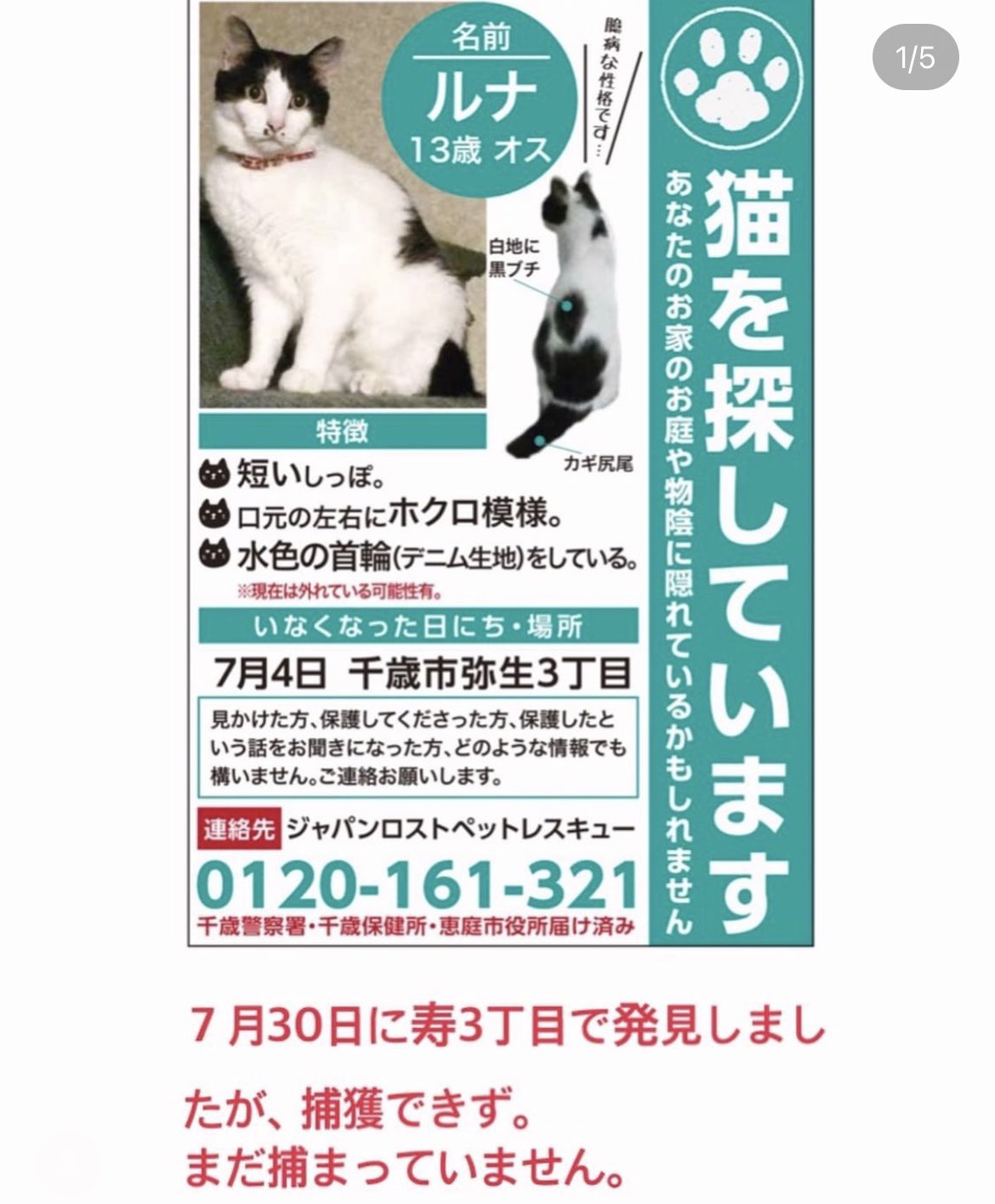 北海道 保健所 里親募集 北海道千歳市で猫さんが迷子 中の人 のお友達の実家の猫さんです 拡散希望 迷い猫 北海道 保健所 千歳市 T Co 1a3p64nrgg T Co J9rkcjjdhj Twitter