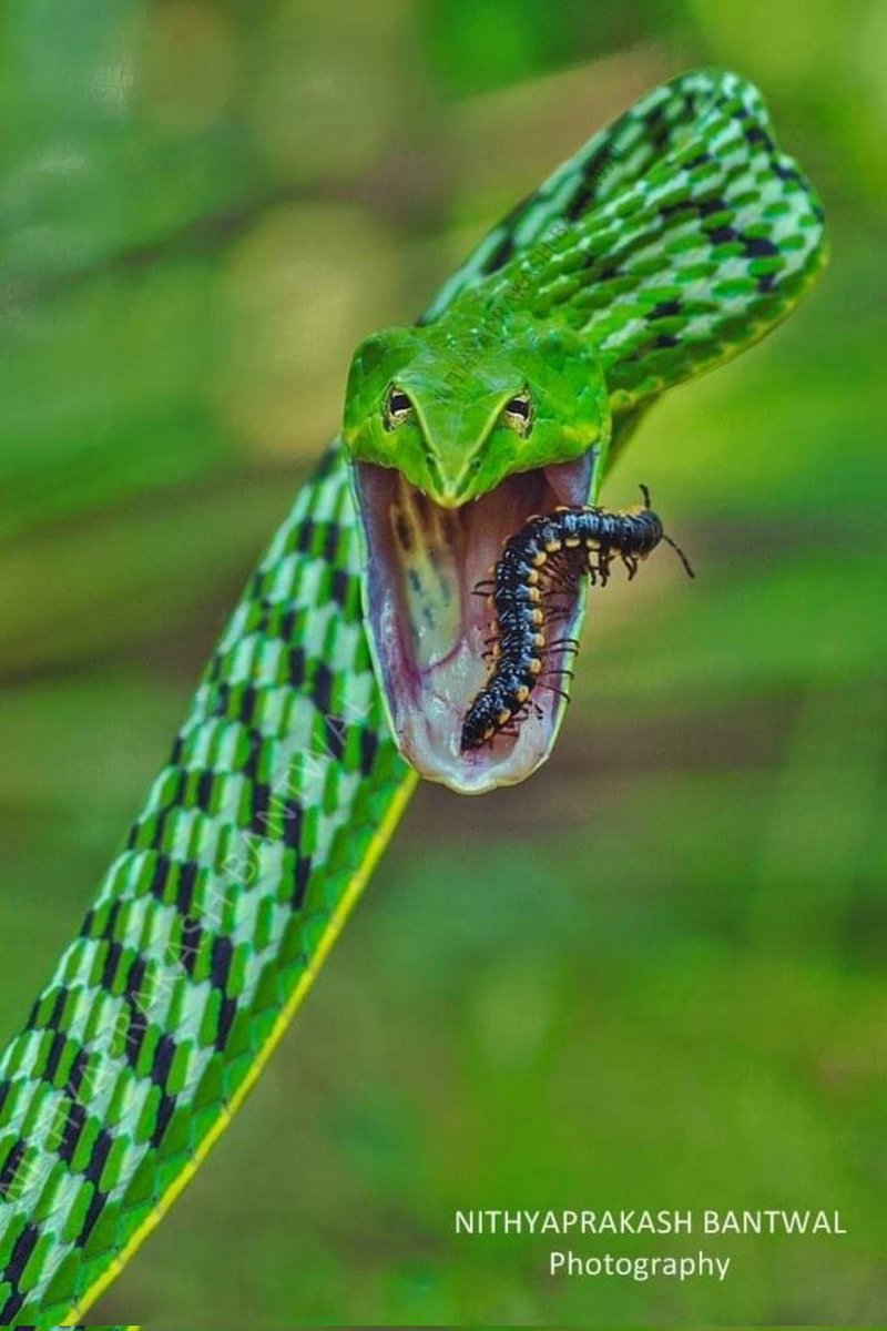 NpBantwal's tweet photo. #nithyaprakashbantwalphotography
#wildlife
#snakes
#greenvinesnake
@Snakes_CS
@WildKarnataka https://t.co/rg2Y68izVW