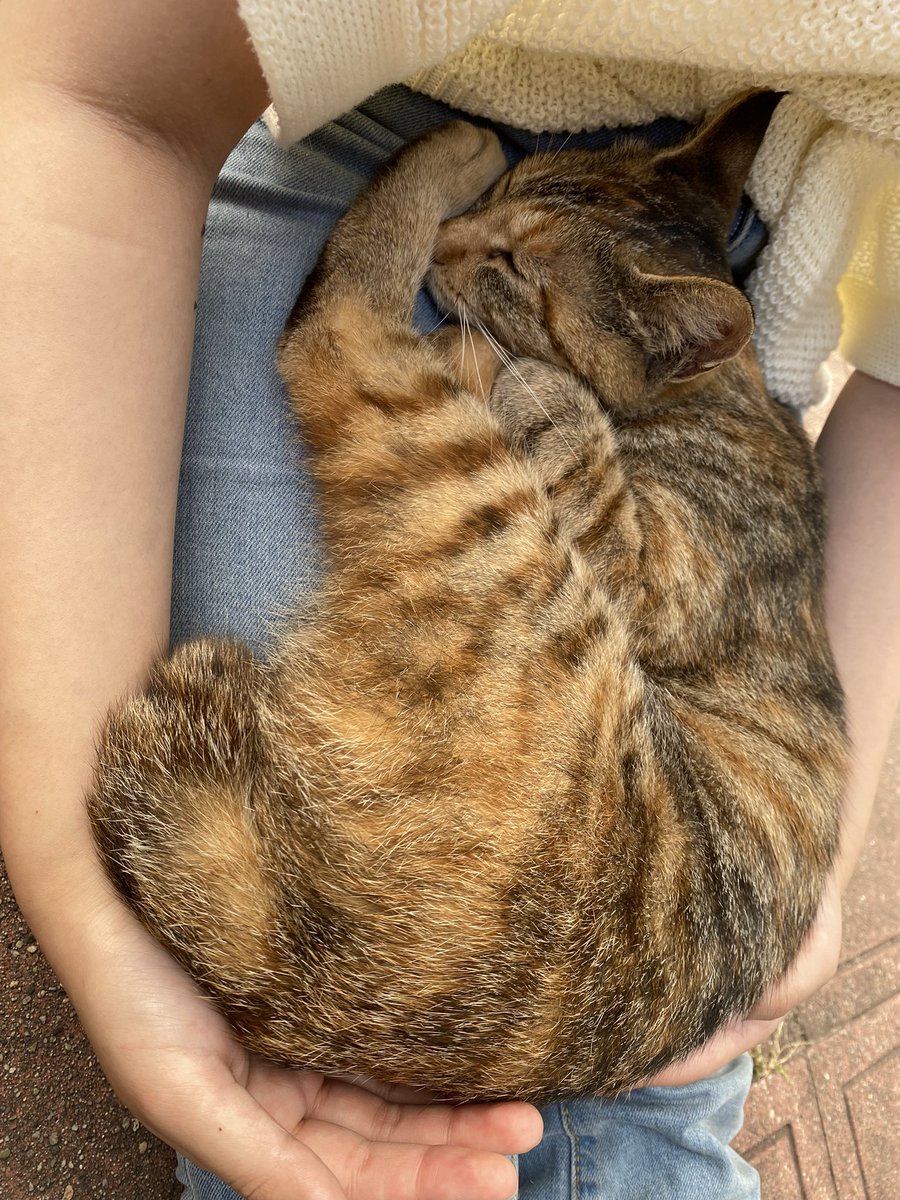 w_anagram's tweet photo. #ねこ　#迷い猫 ？#青森県  ＃外ヶ浜 #猫好きさんと繋がりたい 

野良猫みたいなんですが、あまりにも人に懐きすぎてるので、飼い猫かもしれません。
心当たりがあれば、ご連絡ください https://t.co/Qgf76G1Wl1