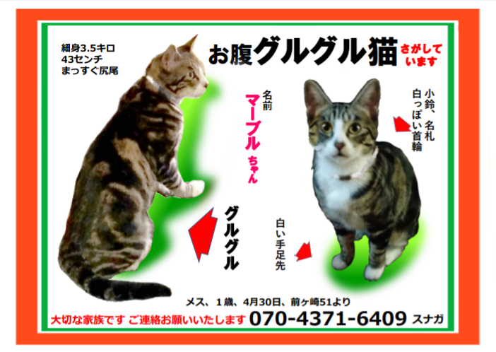PepeSuna's tweet photo. 4か月が経ちました。
頑張って探しております。

いただいた目撃情報をもとに捜索していますが、
まだマーちゃんにたどり着けていません。
どうぞご助力のほど、宜しくお願いいたします。

#迷い猫　#迷子猫　#千葉　#流山　#松戸　#柏　#猫　#保護　#目撃 https://t.co/vQWBbkhCug