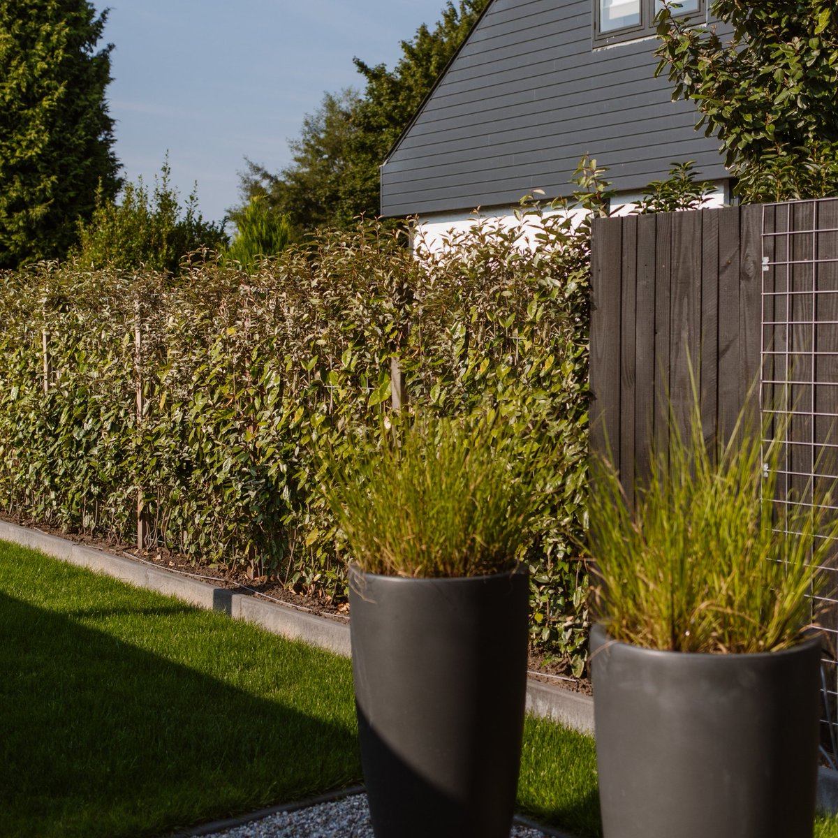 The new Elaeagnus ebbingei is a strong species that copes well with air pollution and traps fine dust. In addition to food, the hedge provides a safe nesting and resting place for birds and insects 🐝🦋🌤️.
#sustainability #elaeagnus #elaeagnusebbingei #gardendesign