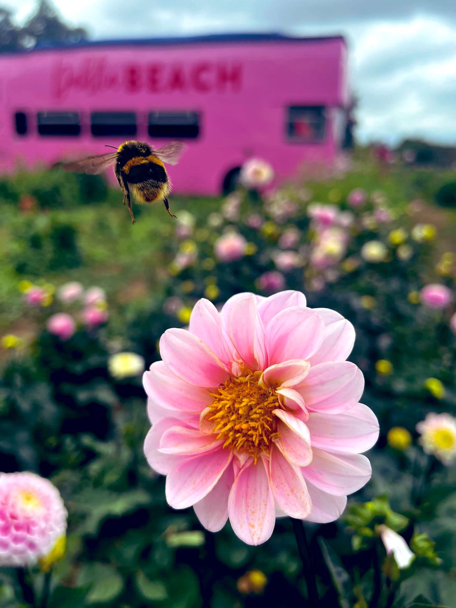 Taken by a friend. Have a lovely day. #flowers #nature #gardening