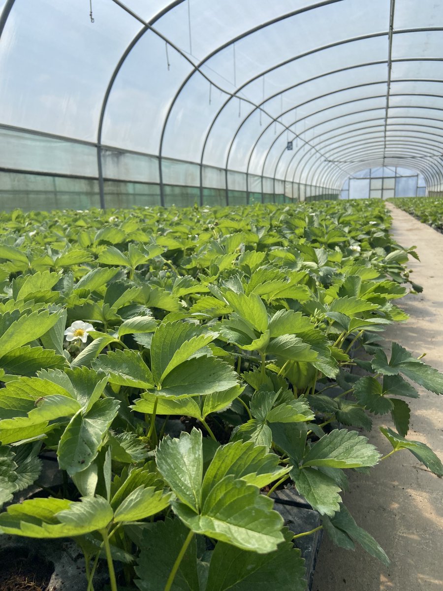 Vibrant Tray Plants 🍓
Grown in a 50:50 mix of peat and coir, our tray plants maximise the truss and flower number in each plant allowing growers to plan their planting and cropping cycles to maximum effect.