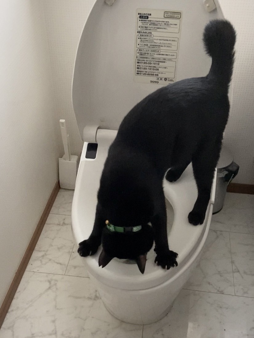 自動洗浄を見るのが
大好きな大和。

お願いだから
お手々ですくったり
しないでね。