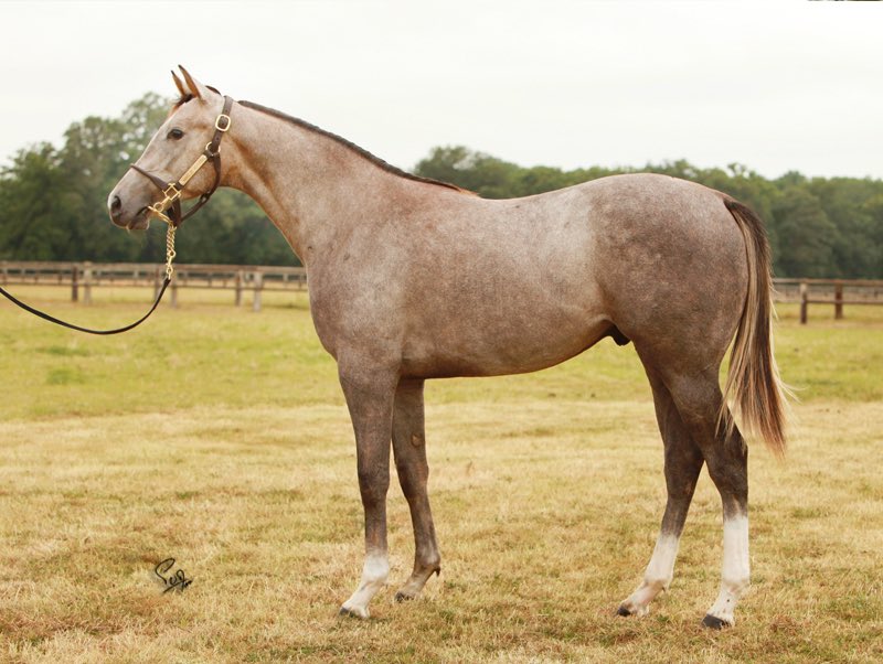 HarasMontaigu's tweet photo. Selling Friday @InfoArqana
Lot 1️⃣6️⃣3️⃣
Colt by #JimmyTwoTimes
1/2 brother to #WildChief :
Stallion
Winner at 2
G1 placed
G2 winner
@bloodstocknews @theTDN @Jour_de_Galop @Fedeeleveurs https://t.co/cbAUIFxYNU