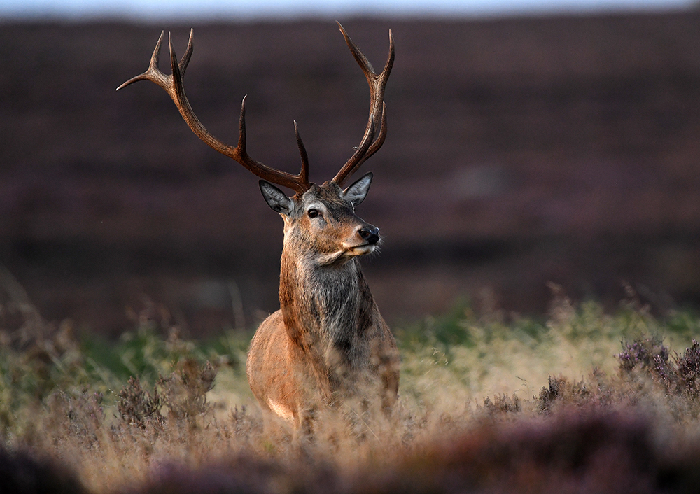 andyjonesfoto1's tweet photo. Red Deer Stag, Peak District - 30th Aug 2022. @Natures_Voice @peakdistrict @PeakDistrictNT #RedDeerStag #stag #antlers #rutready #wildlifephotography #Nikon #PeakDistrict #Local https://t.co/TApo6ZsMzG