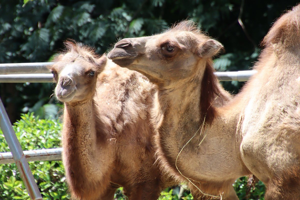 ラクダお披露目式を開催】 市内在住の篤志家のかたの寄付によって先月
