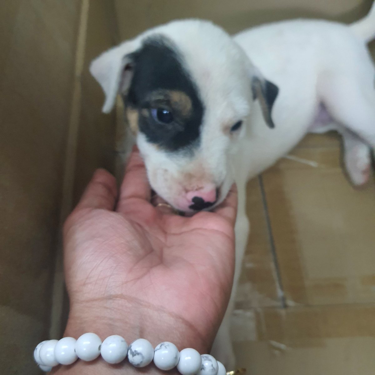 iamtinniewinnie's tweet photo. Kyot! 🥰 https://t.co/iBAREMaGaU