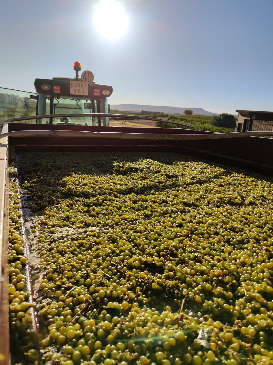¡Arrancamos con la vendimia! Que empiece el baile 🍇🚜 #vendimia #ziniobodegas #vendimia2022 #tempranilloblanco