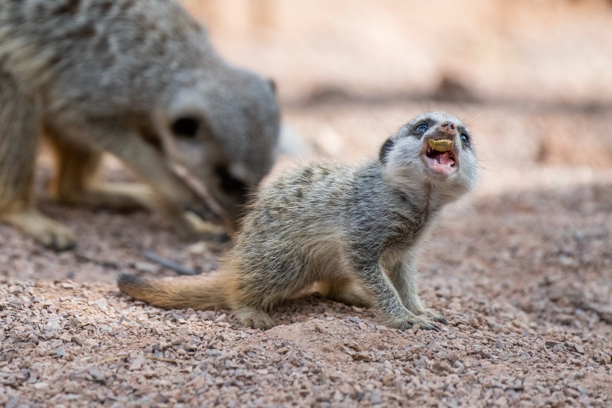 West Midlands Safari Park tweet media