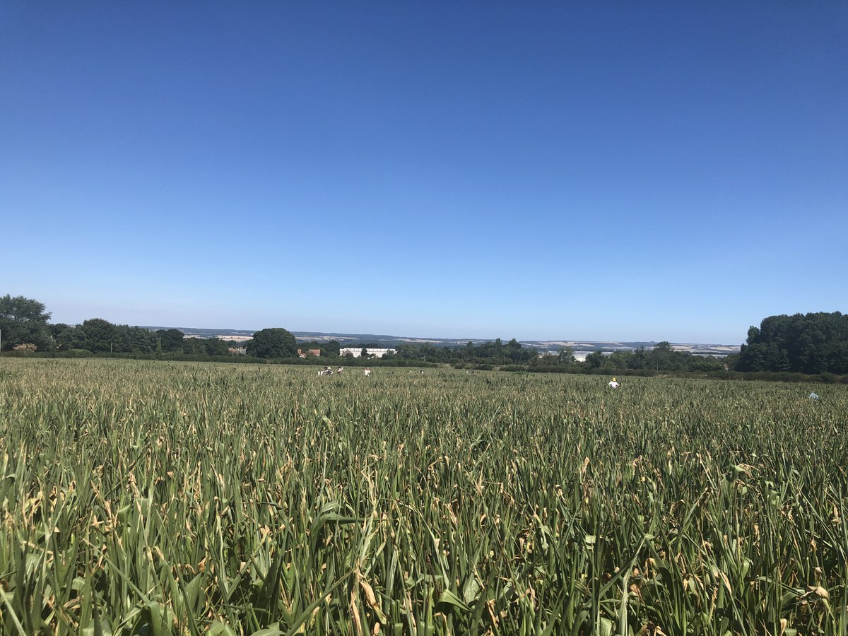 THAT'S A WRAP!
The Great Ryedale Maze is now closed for the 2022 Season.  We would like to thank all our customers who visited us. 🙏👏