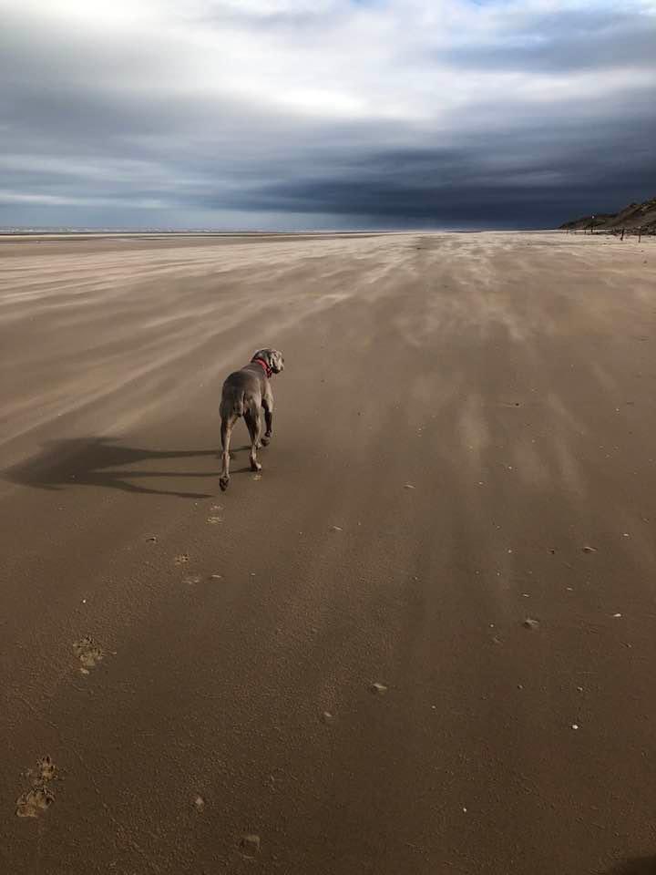 ROBSWIRE tweet media