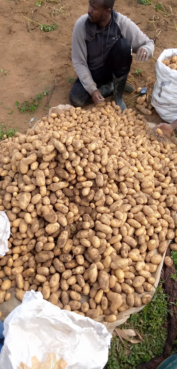 Rien n'est meilleur que l'agriculture, rien n'est plus beau, rien n'est plus digne d'un homme libre. Elle suffit amplement aux besoins de notre vie.
#agriculture 
#moteur 
#développement