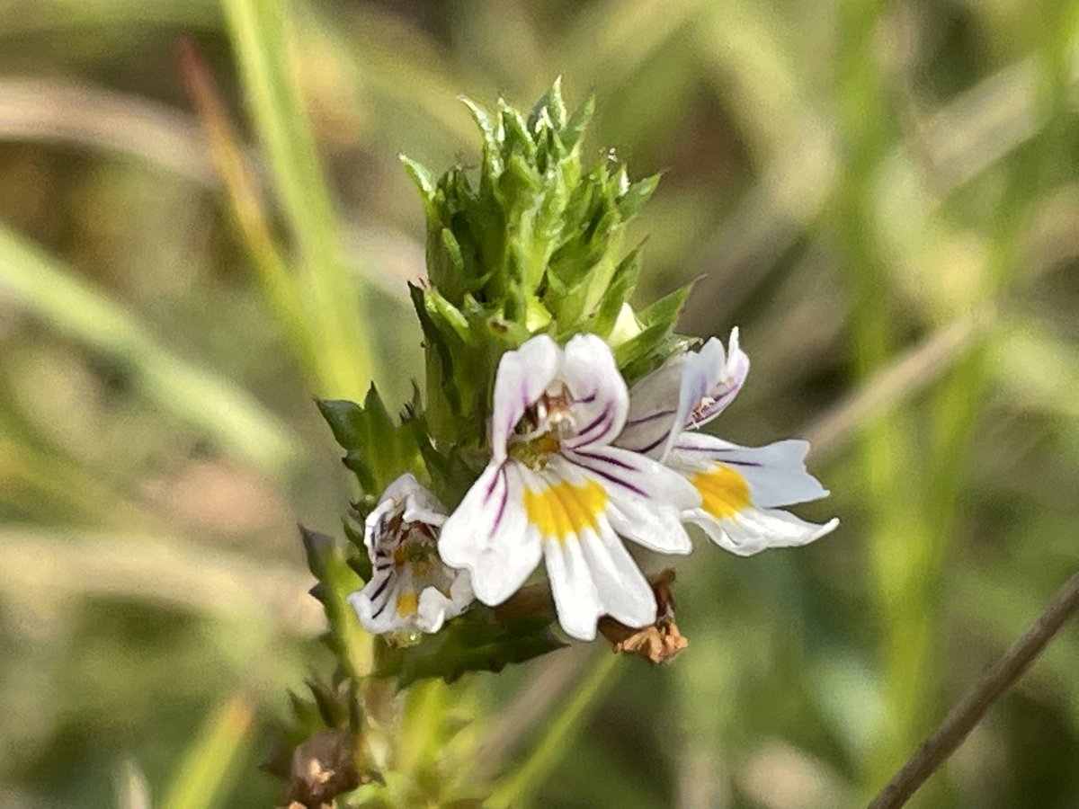 clothofnature's tweet photo. I may not be feeling: ‘bright eyed and bushy tailed’, but I am sat at my drawing desk - a whole day ahead! Wishing you a nature blessed day. Eyebright, photographed over the weekend. Since my sight saving laser eye surgery, somehow all the more precious to me. #NatureBlessed https://t.co/06rXIN4k8d
