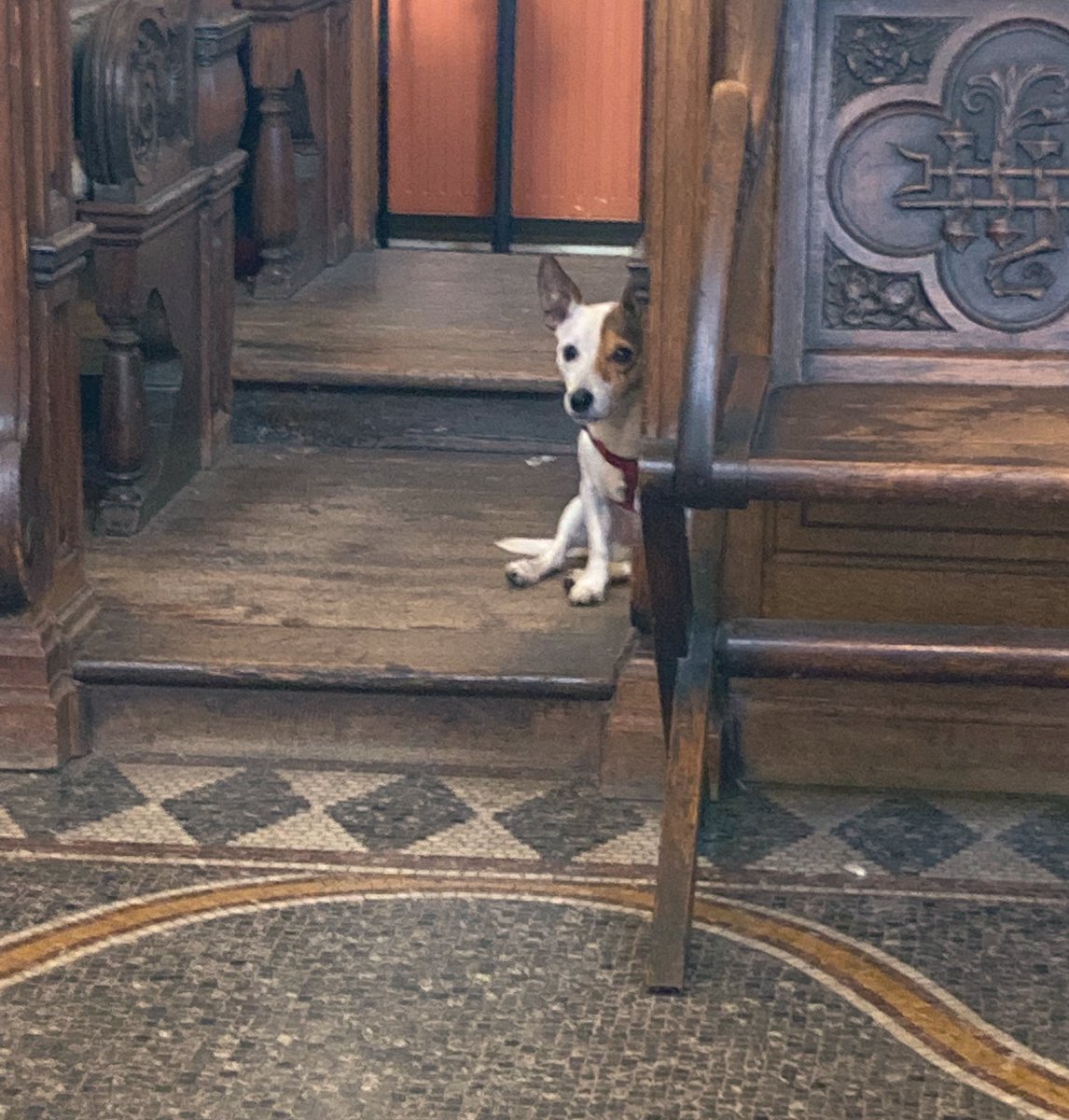 BotolphAldgate's tweet photo. #dogsinchurch #DogsofTwittter https://t.co/Ty6bdKTBVb
