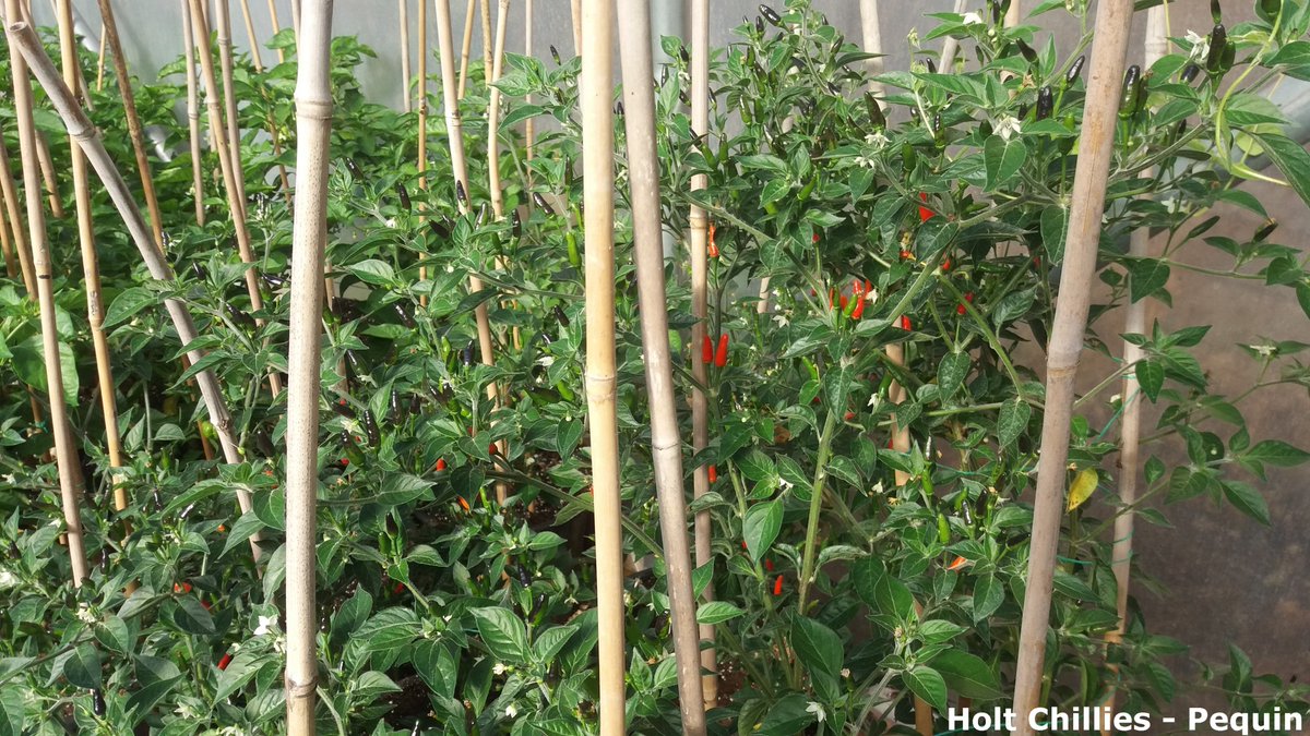 ChilliesHolt's tweet photo. My "fun" chilli plants, the Pequin chilli. :-) #Pequin #chillies https://t.co/09LrckCAaM
