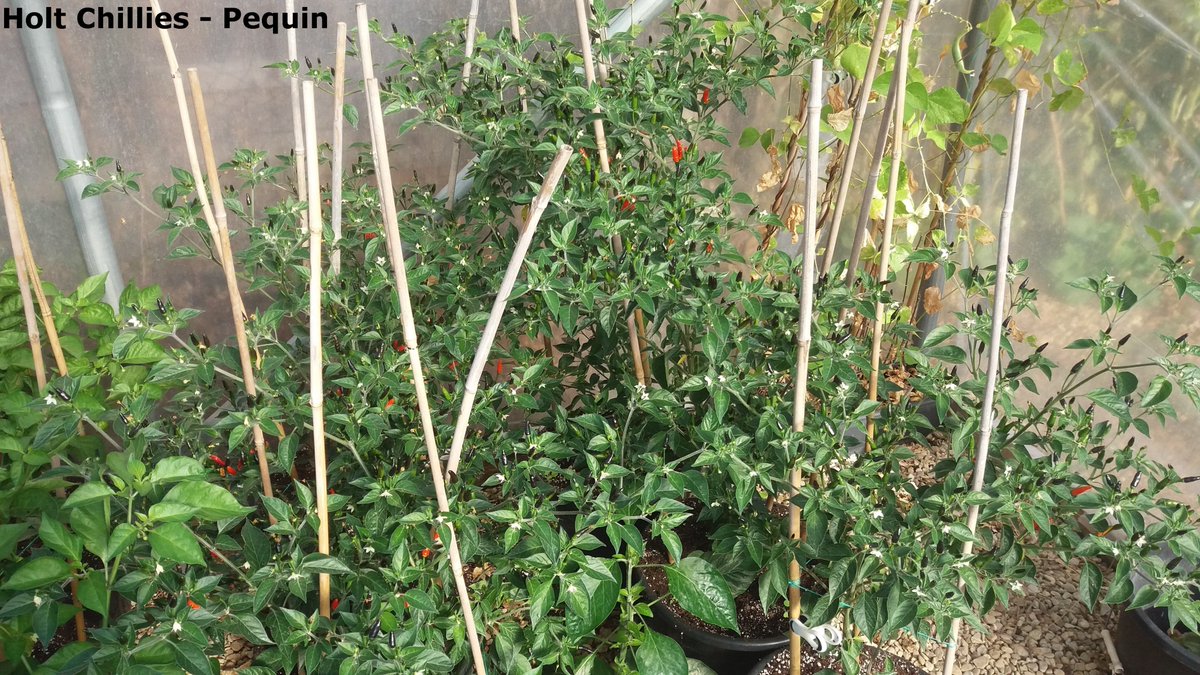 ChilliesHolt's tweet photo. My "fun" chilli plants, the Pequin chilli. :-) #Pequin #chillies https://t.co/09LrckCAaM