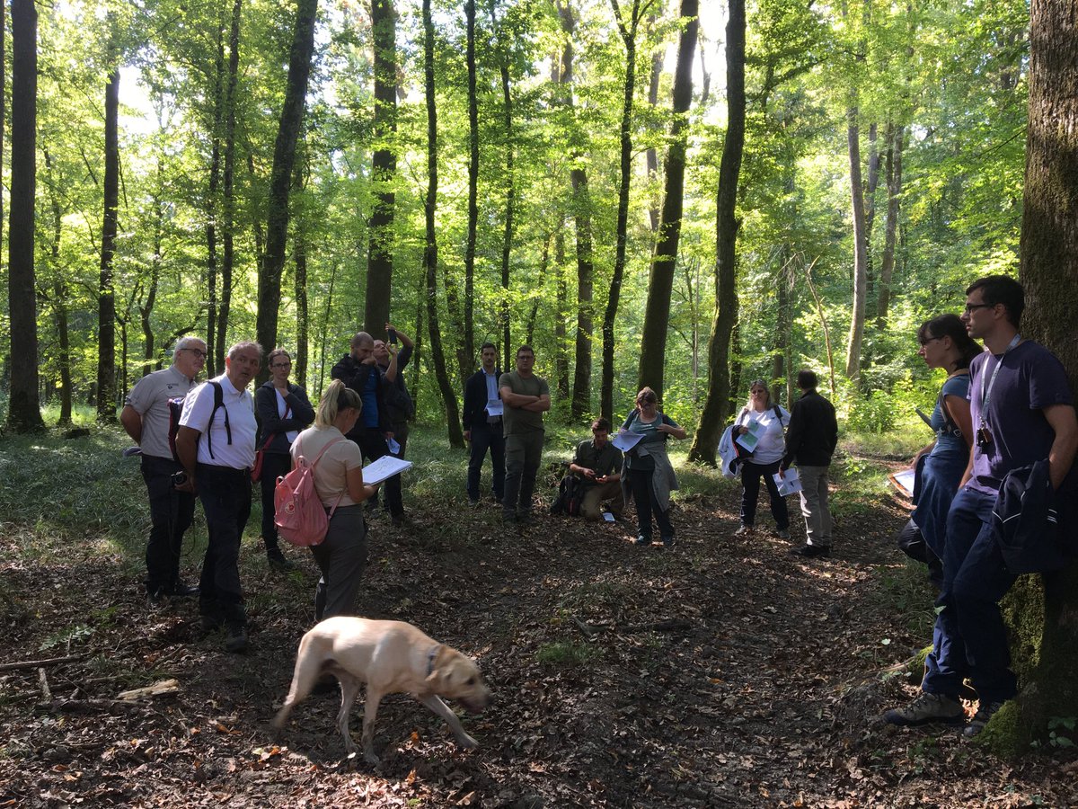 lifesystemic (@lifesystemic) on Twitter photo LIFE SySTEMiC <a href="/LIFEprogramme/">LIFE Programme</a> team visits Slovenian sites. We start with Quercus robur in Krakovo forest #LIFEis30 LIFE SySTEMiC <a href="/LIFEprogramme/">LIFE Programme</a> team visits Slovenian sites. We start with Quercus robur in Krakovo forest #LIFEis30