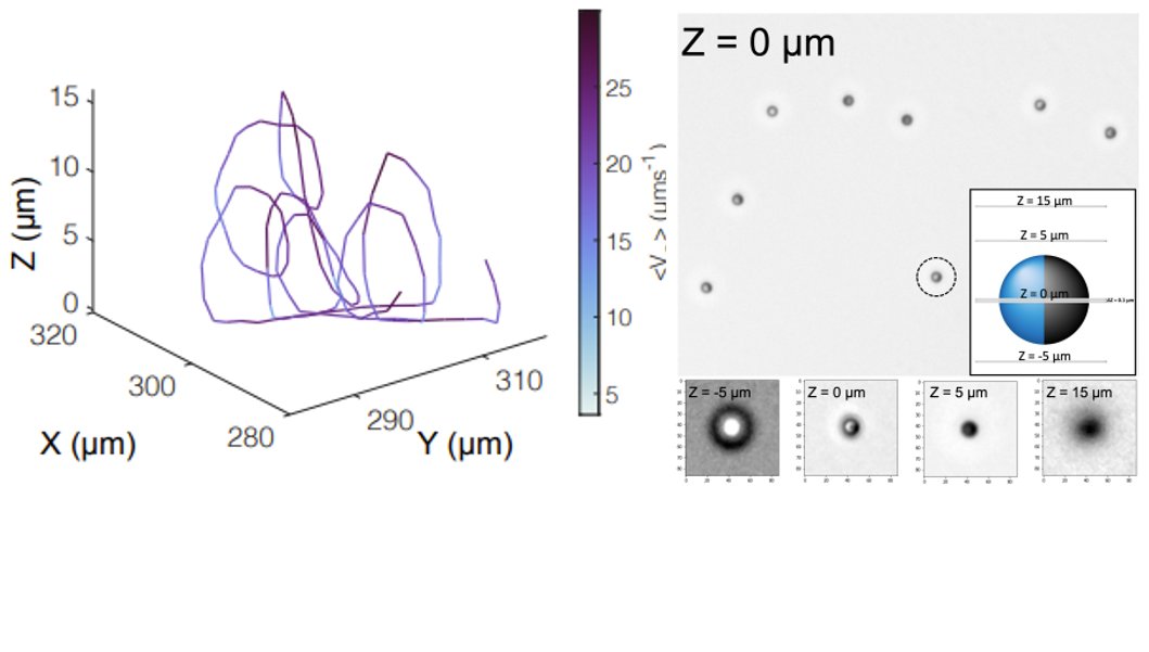 Do you think 3D tracking of Janus colloids requires fancy equipment? Think again! 

We present to you a Machine Learning approach to track Janus microswimmers in 3D, using  standard wide-field microscopy images:  doi.org/10.1039/D2SM00… 
Congrats for another nice paper, Max!