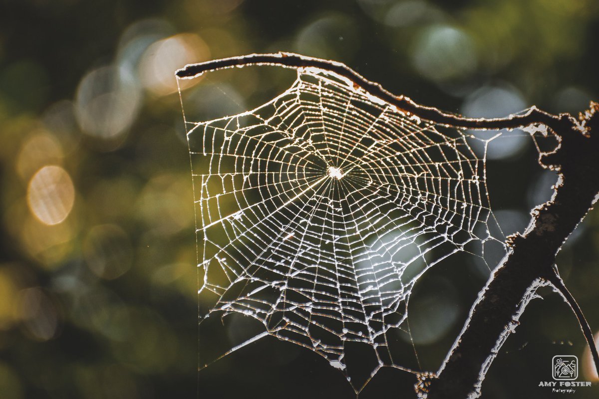 amyfoster_photo's tweet photo. Cobweb in the forest 🌿

📸 Nikon D5600
✍️ Adobe Lightroom

#photography #photographer #Nikon #nikonphotography #nikoneurope #nikonownermagazine #nikond5600 #adobe #adobelightroom #photooftheday #photographersoftwitter #forest #woodland #Outdoors #nature #green #naturephotography https://t.co/3Kbc93jwjg