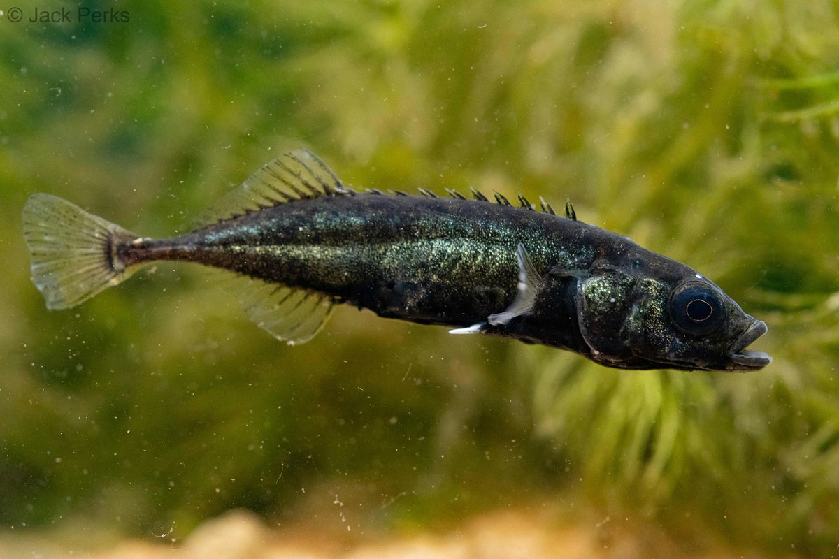 I'm a big fan of the little guys so let me introduce to Britain's smallest freshwater fish the 9 spined stickleback! Males aren't as flashy as there 3 spined cousins but develop this incredible mix of backs and greens when trying to woo a female. #stickleback