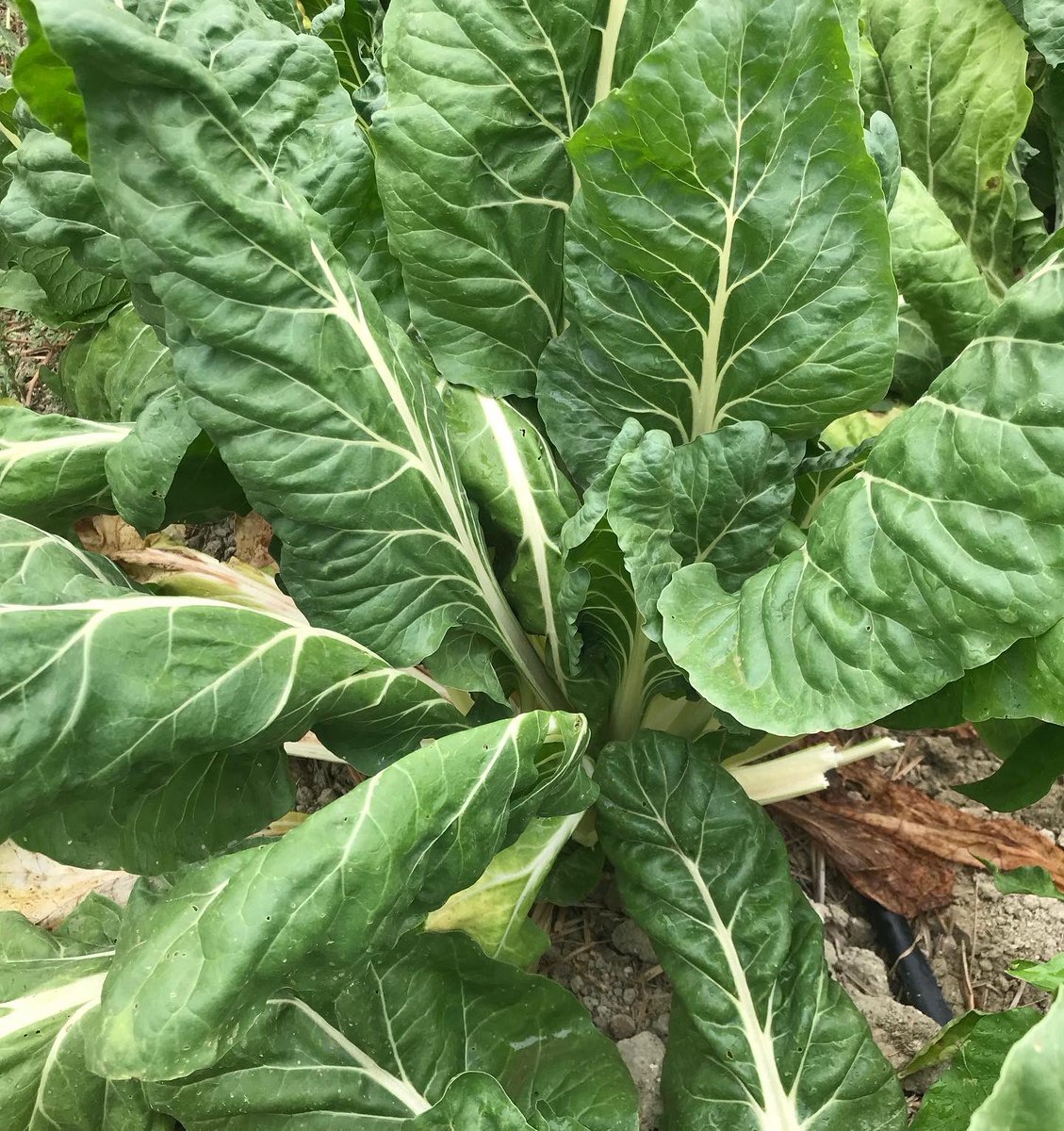 FRUTAS Y VERDURAS ELADIO tweet media