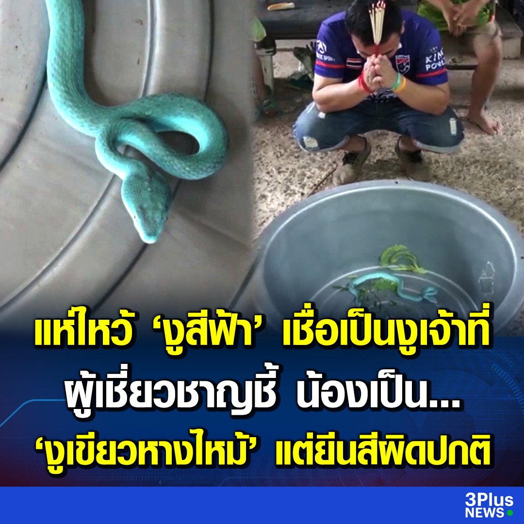 นั่นมันงูเขียวหางไหม้ มีพิษอันตรายนะครับผม ออกมาก่อนนน!!!