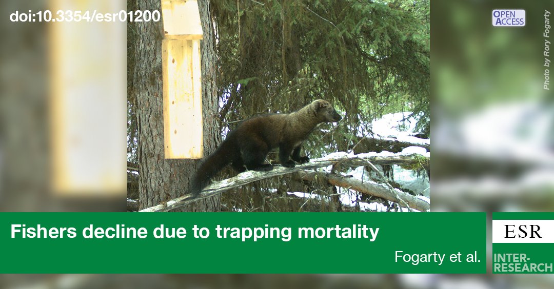 Fisher populations are declining in central BC Canada due to habitat loss and accelerated by trapping bycatch mortality. Our study suggests that unless bycatch is eliminated, fishers will become extirpated from central BC within 2 decades. bit.ly/esr_49_1