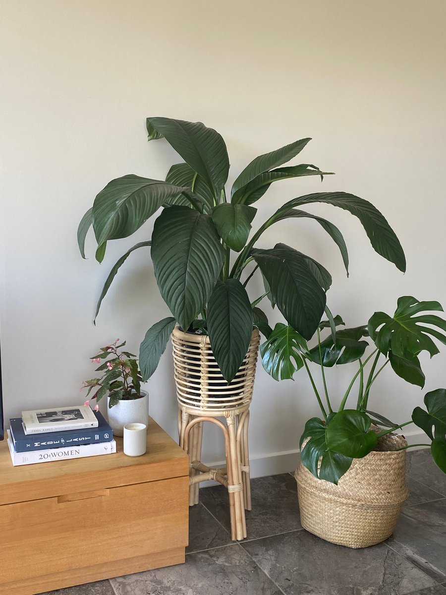 pop_wilder's tweet photo. Another funny story about this pic! This gorgeous peace lily lives rent free at one of our beautiful ex employees homes in Canberra x aren't we just obsessed with the decor 💚 that rattan basket compliments perfectly with the green leaves x do u have a rattan basket 💚 dm for https://t.co/bUBxtvdi82